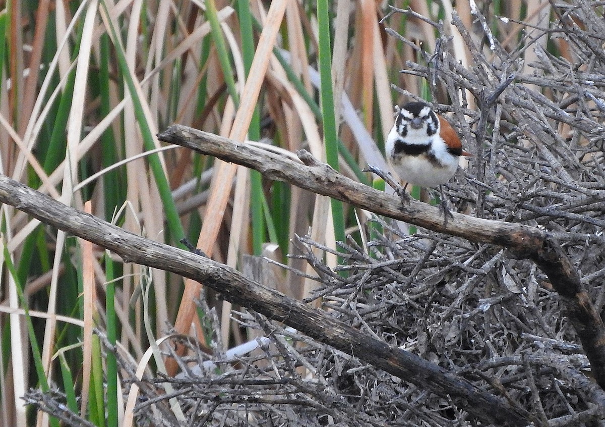 Black-headed Canary (Damara) - ML630680263