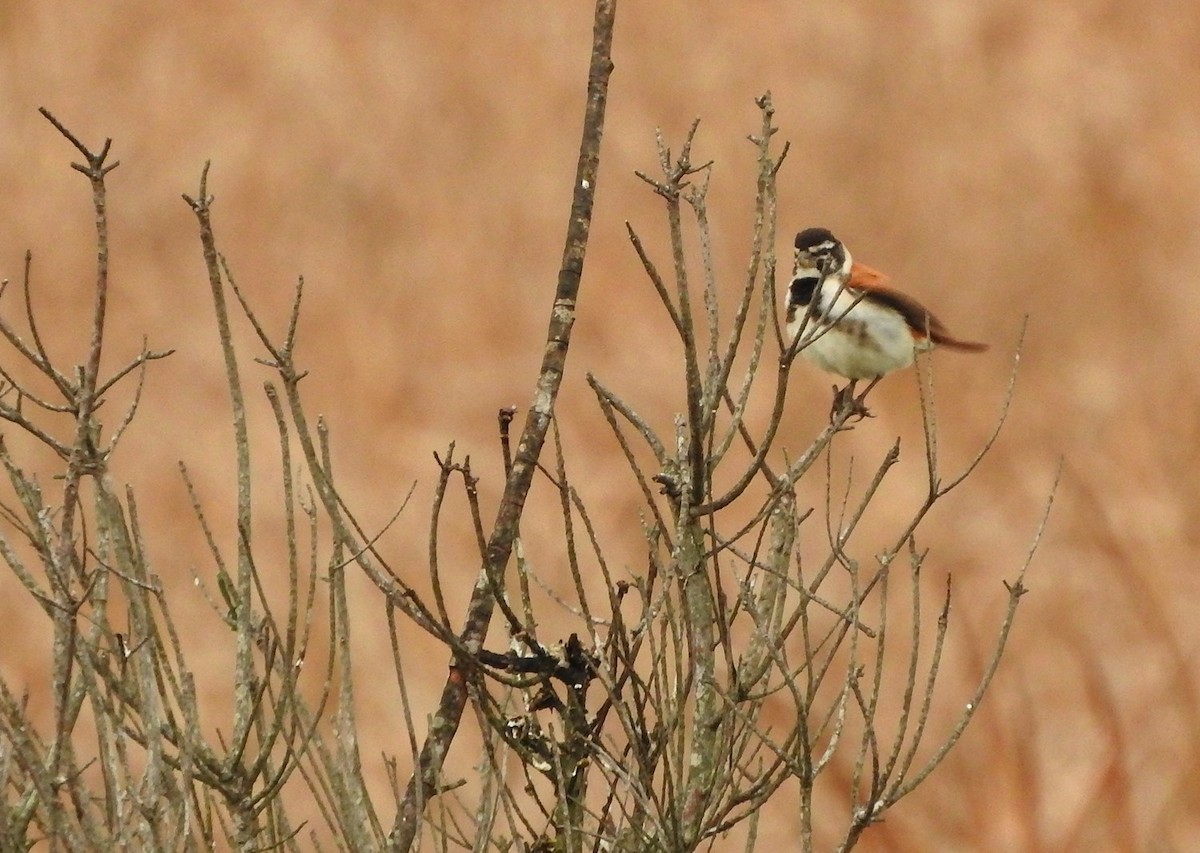 Black-headed Canary (Damara) - ML630680272