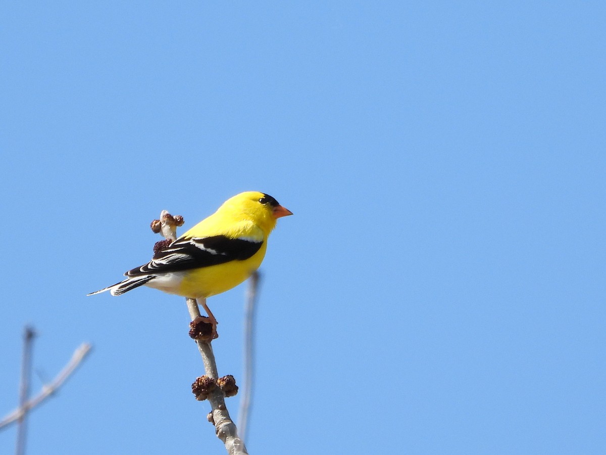 American Goldfinch - ML630680445