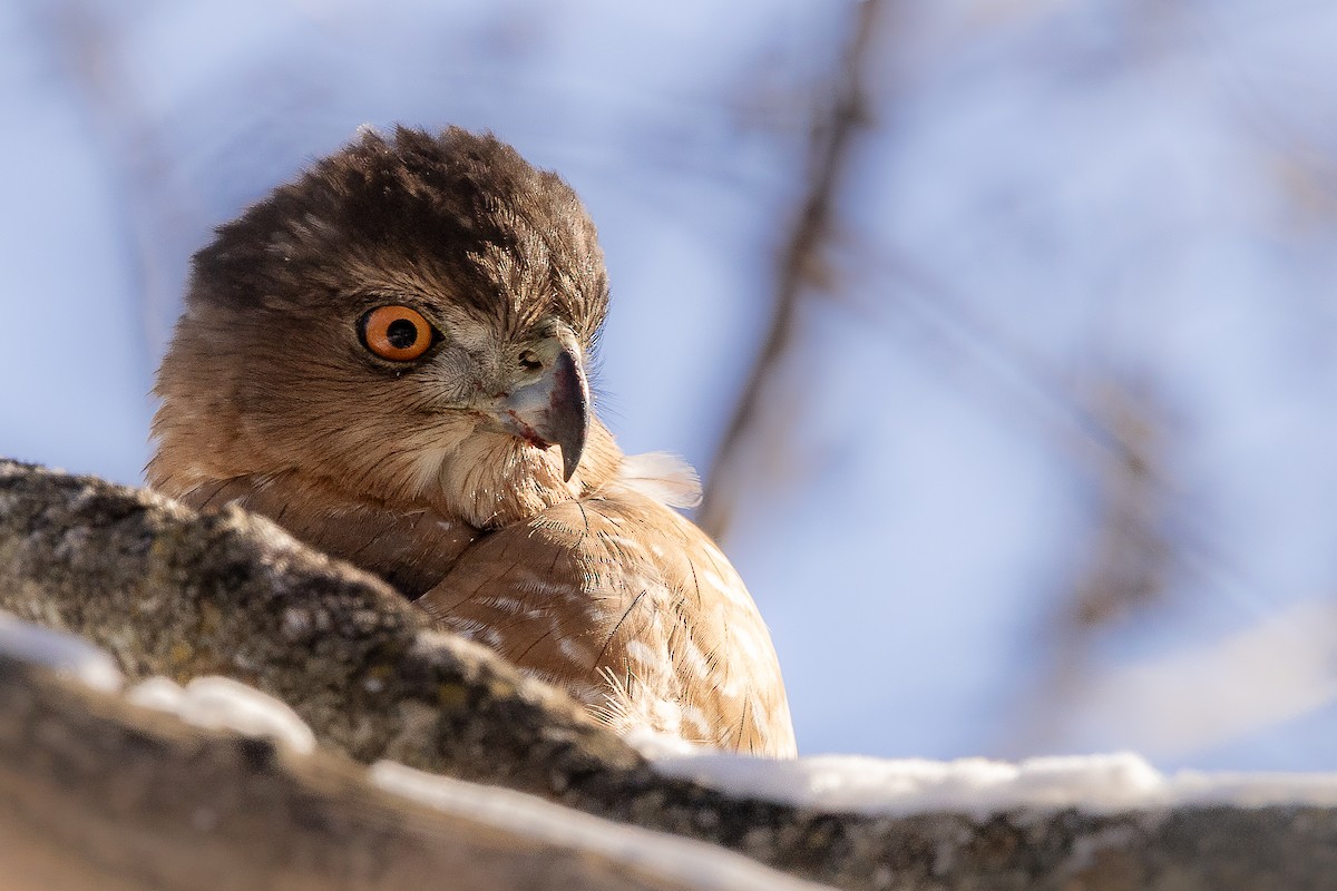 Cooper's Hawk - Hervé Daubard