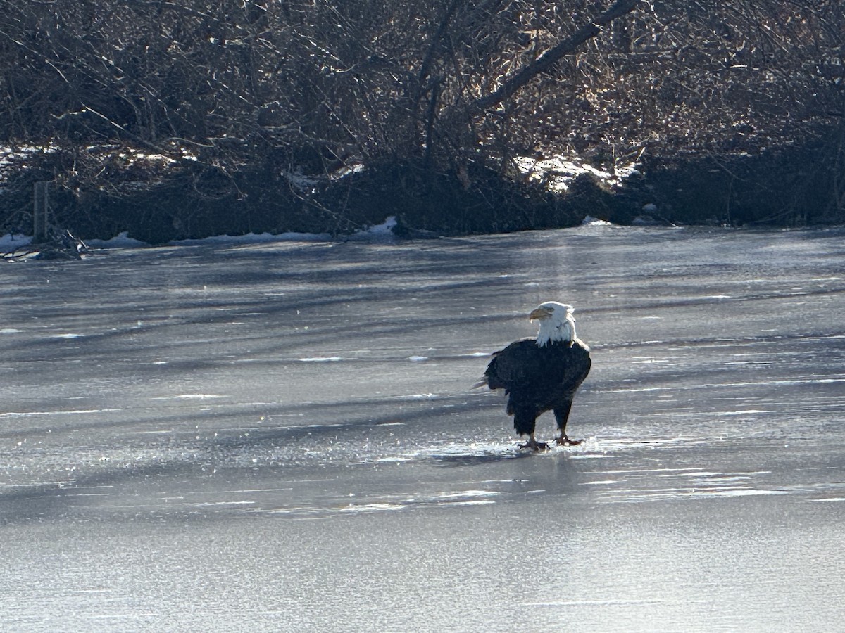 Bald Eagle - ML630680604