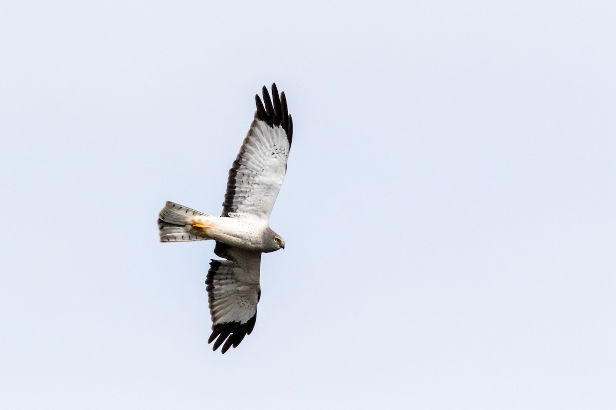 Northern Harrier - ML630680645