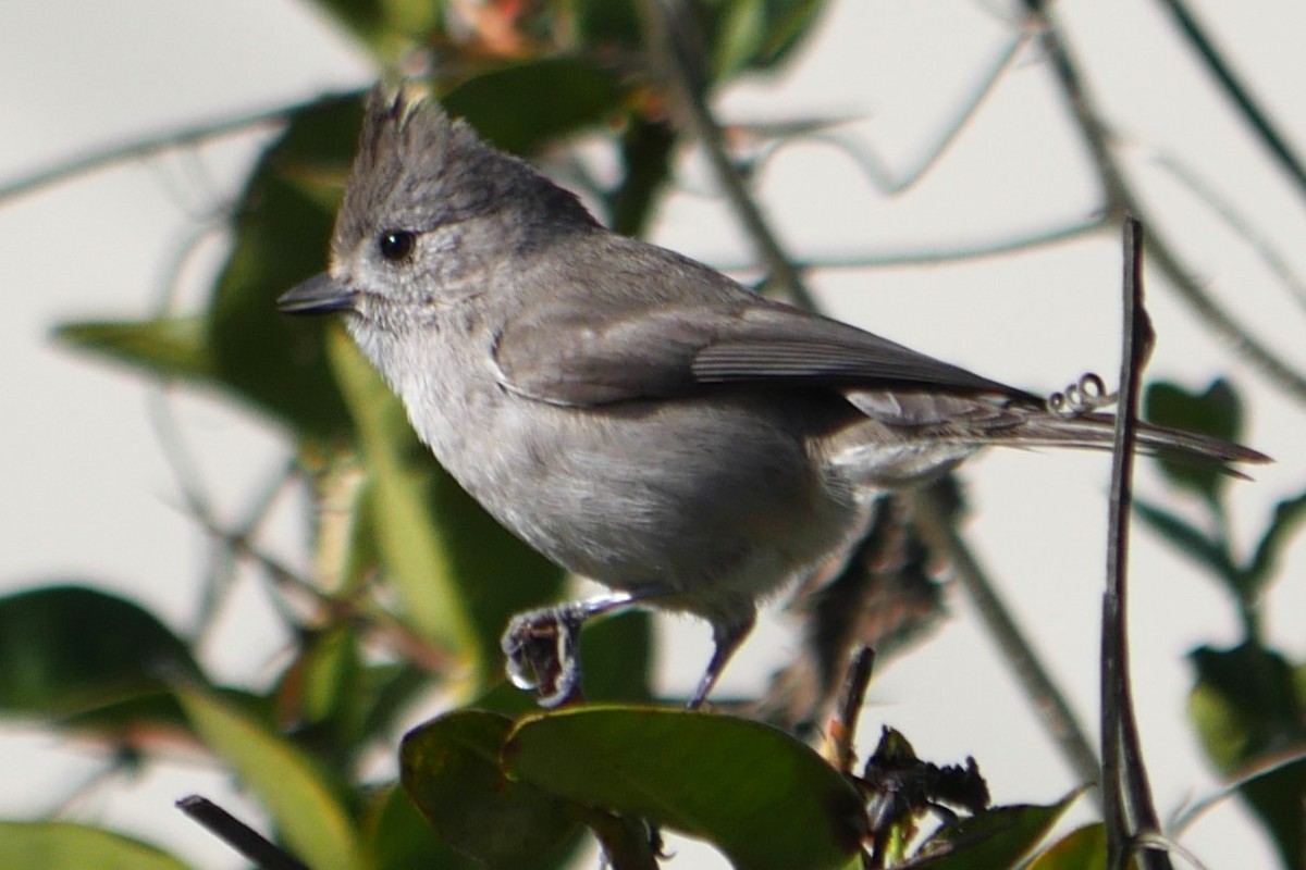 Oak Titmouse - ML630681056