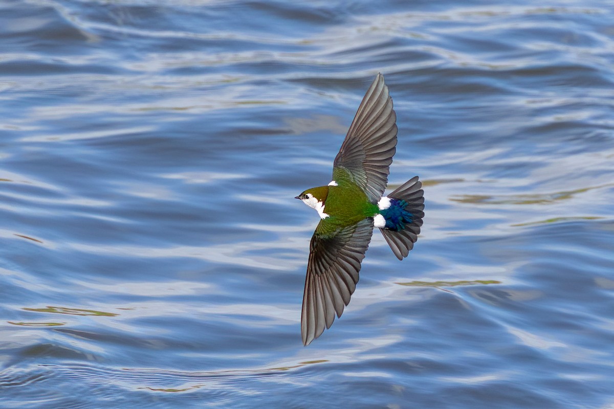 Violet-green Swallow - Jeff Bray