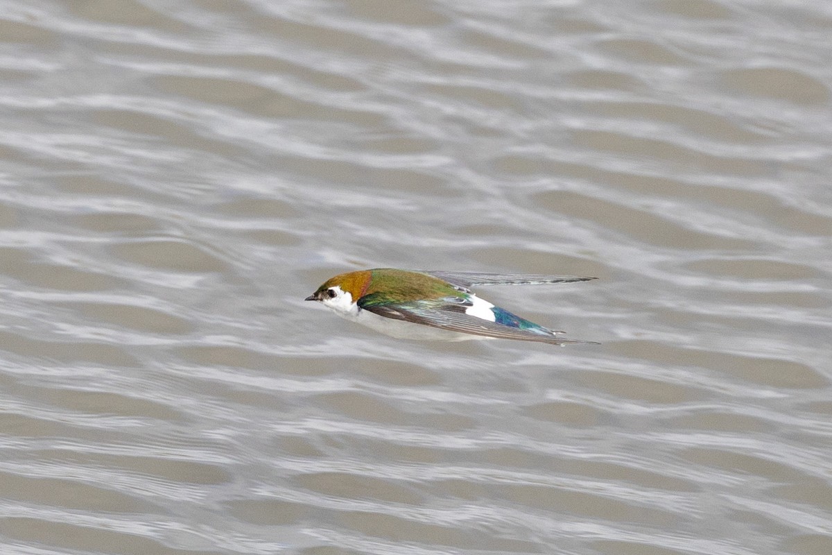 Violet-green Swallow - ML630681064