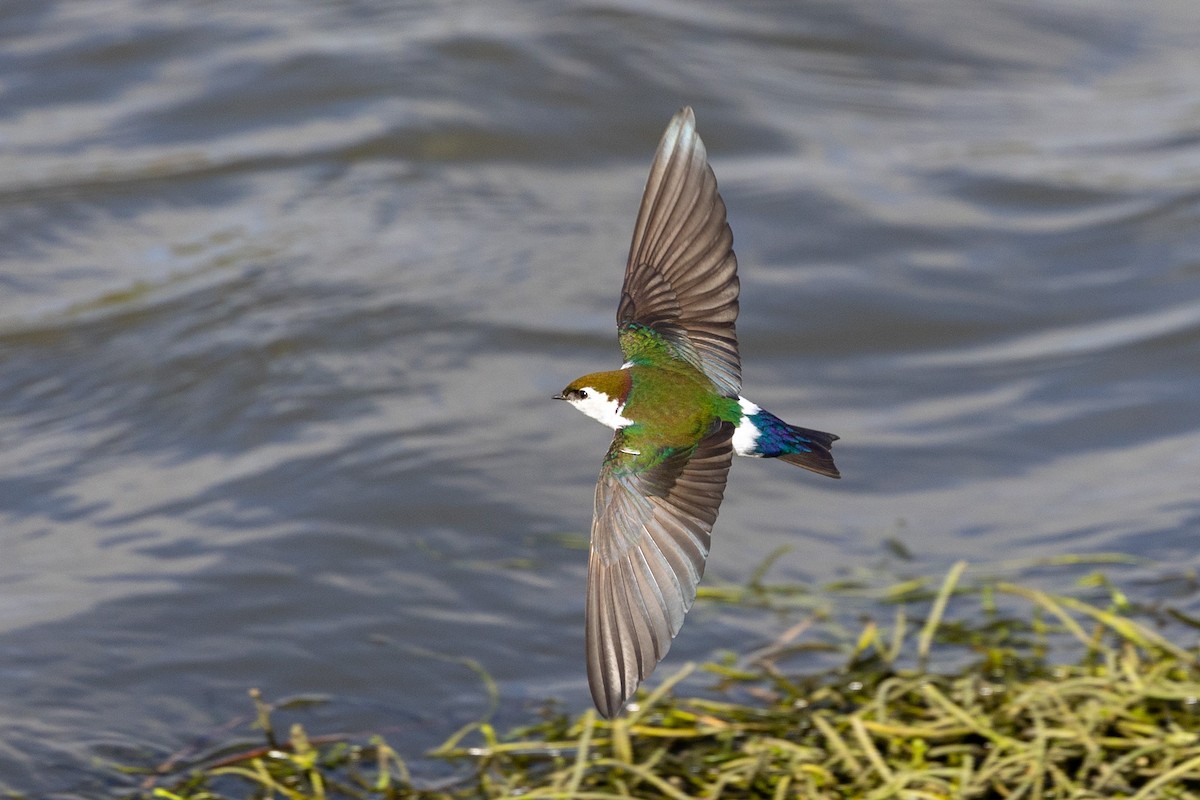 Violet-green Swallow - ML630681065