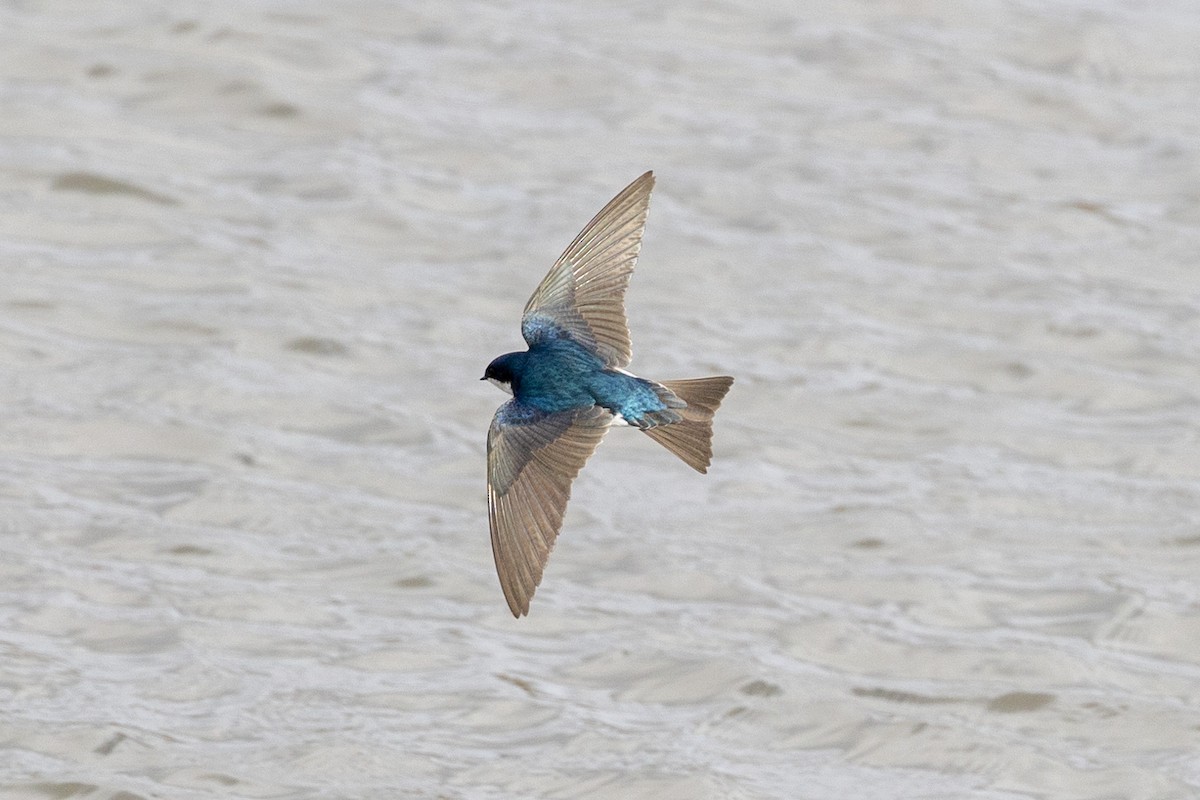 Tree Swallow - ML630681066