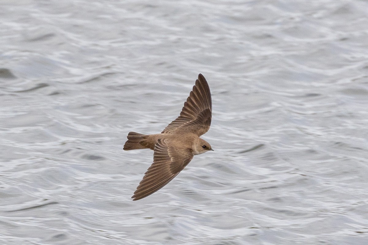 Northern Rough-winged Swallow - ML630681068