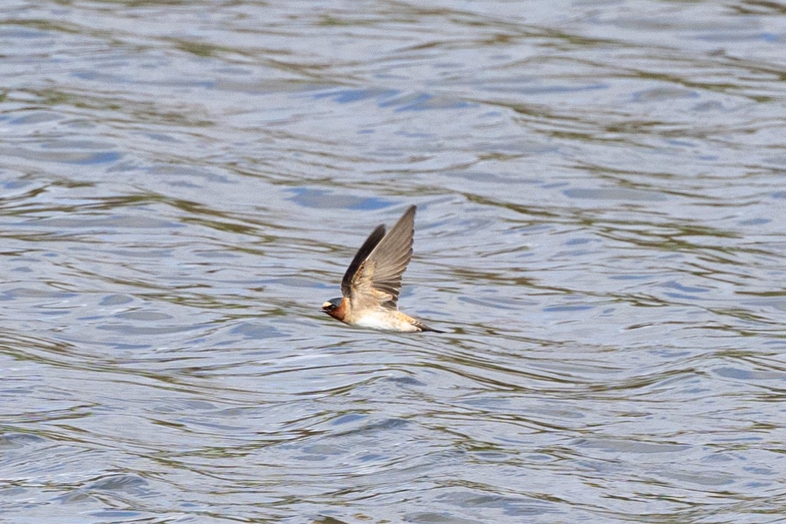 Cliff Swallow - ML630681069