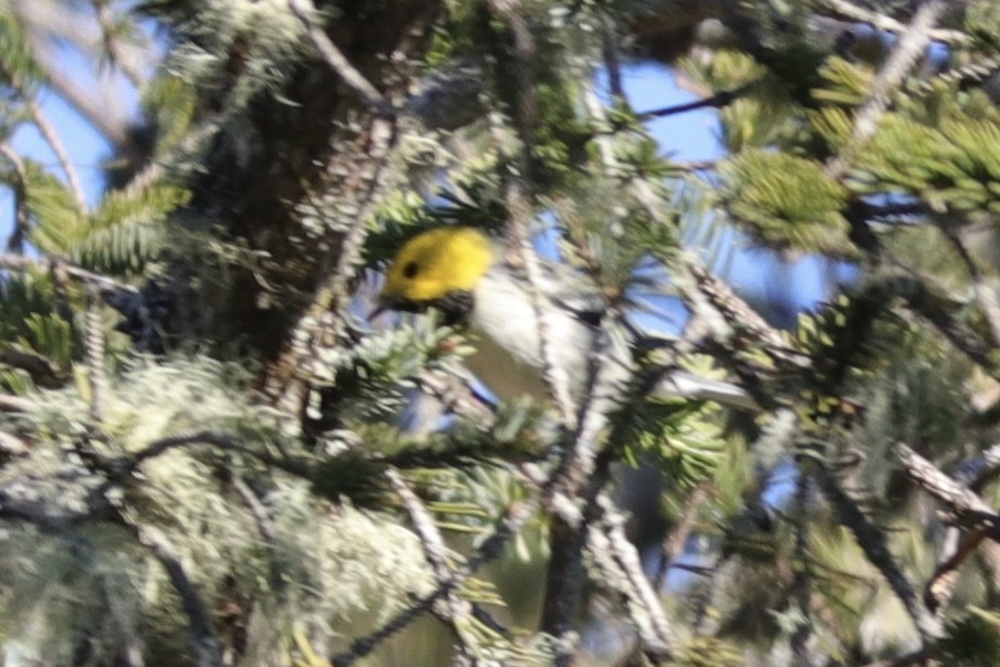 Hermit Warbler - ML630681070