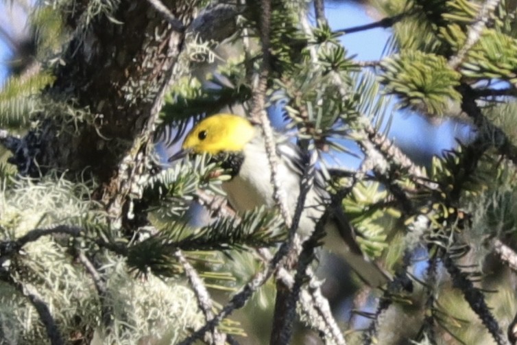 Hermit Warbler - ML630681071