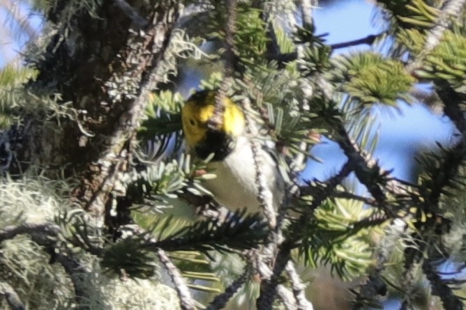 Hermit Warbler - ML630681072