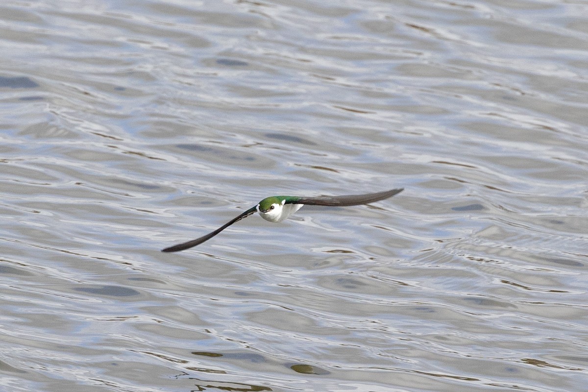 Violet-green Swallow - ML630681073