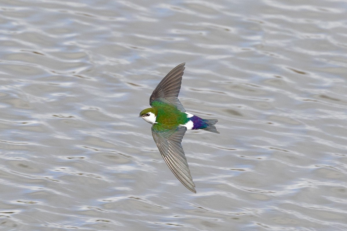 Violet-green Swallow - ML630681074