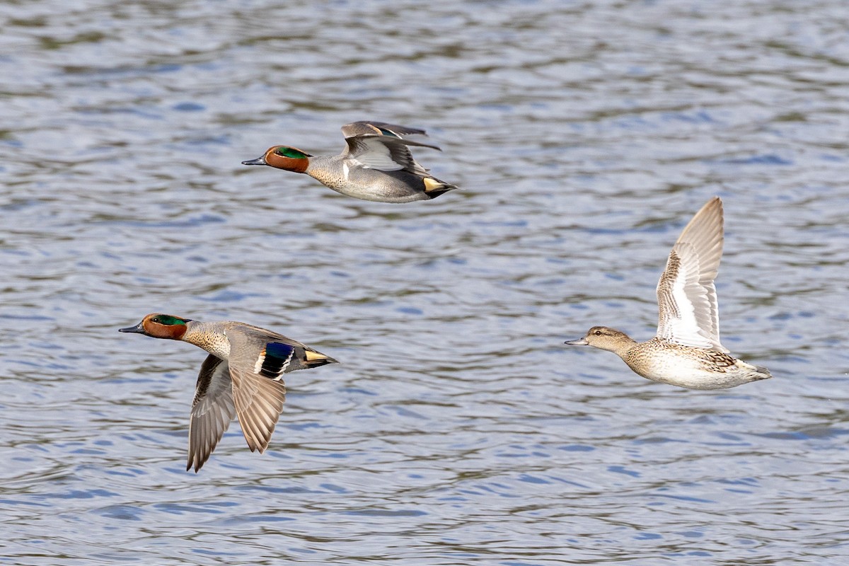 Green-winged Teal - ML630681077