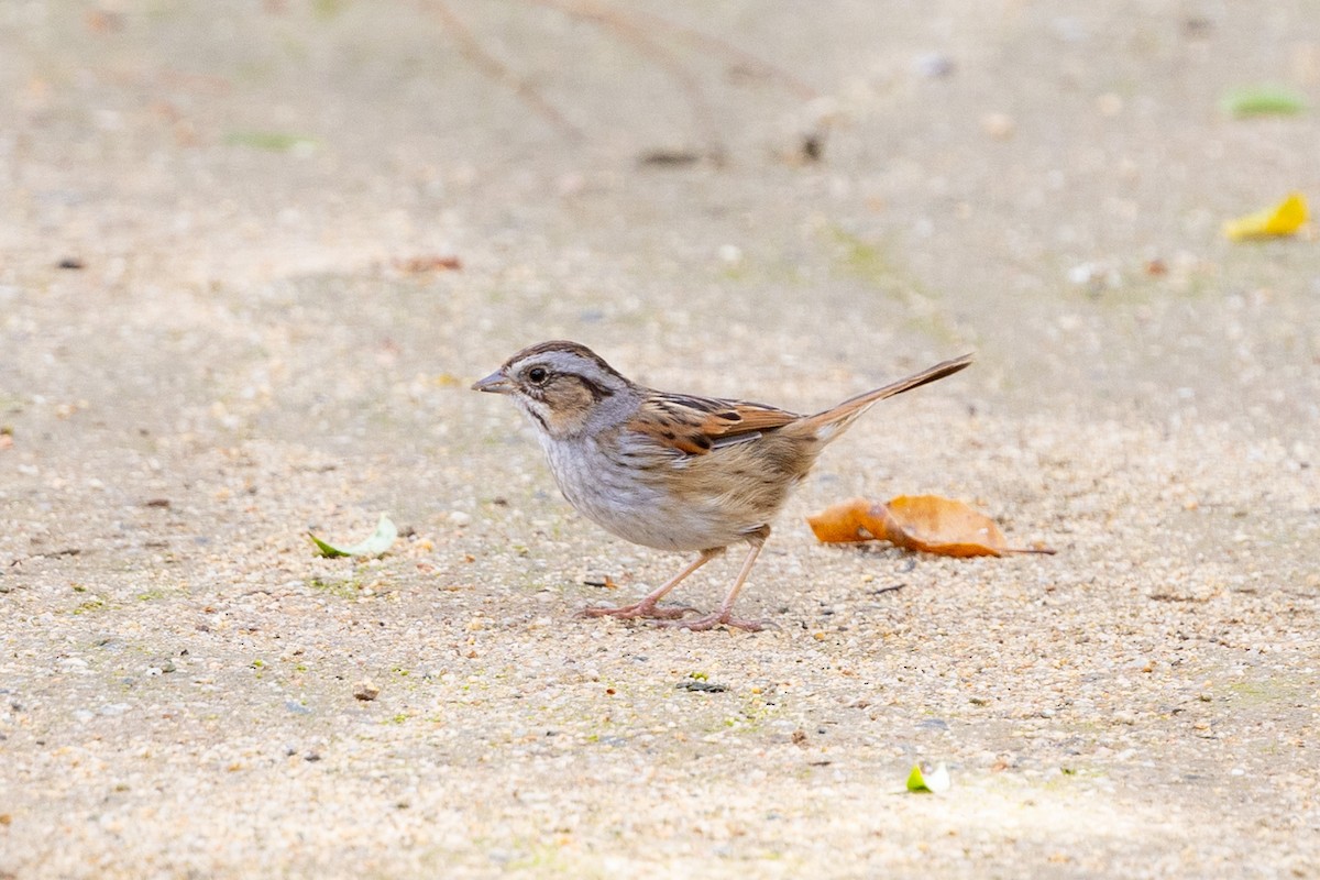 Swamp Sparrow - ML630681145