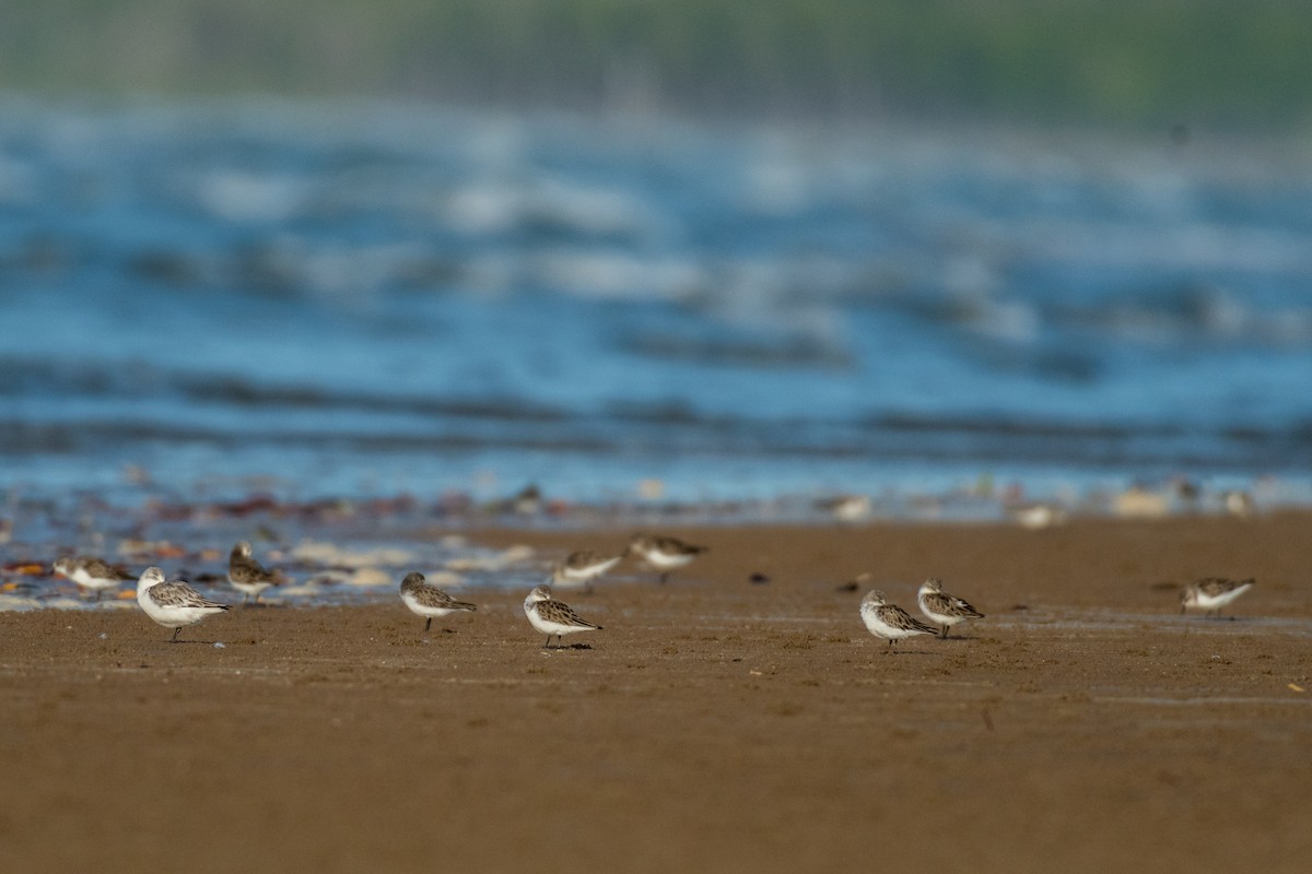 Red-necked Stint - Raphaël Nussbaumer