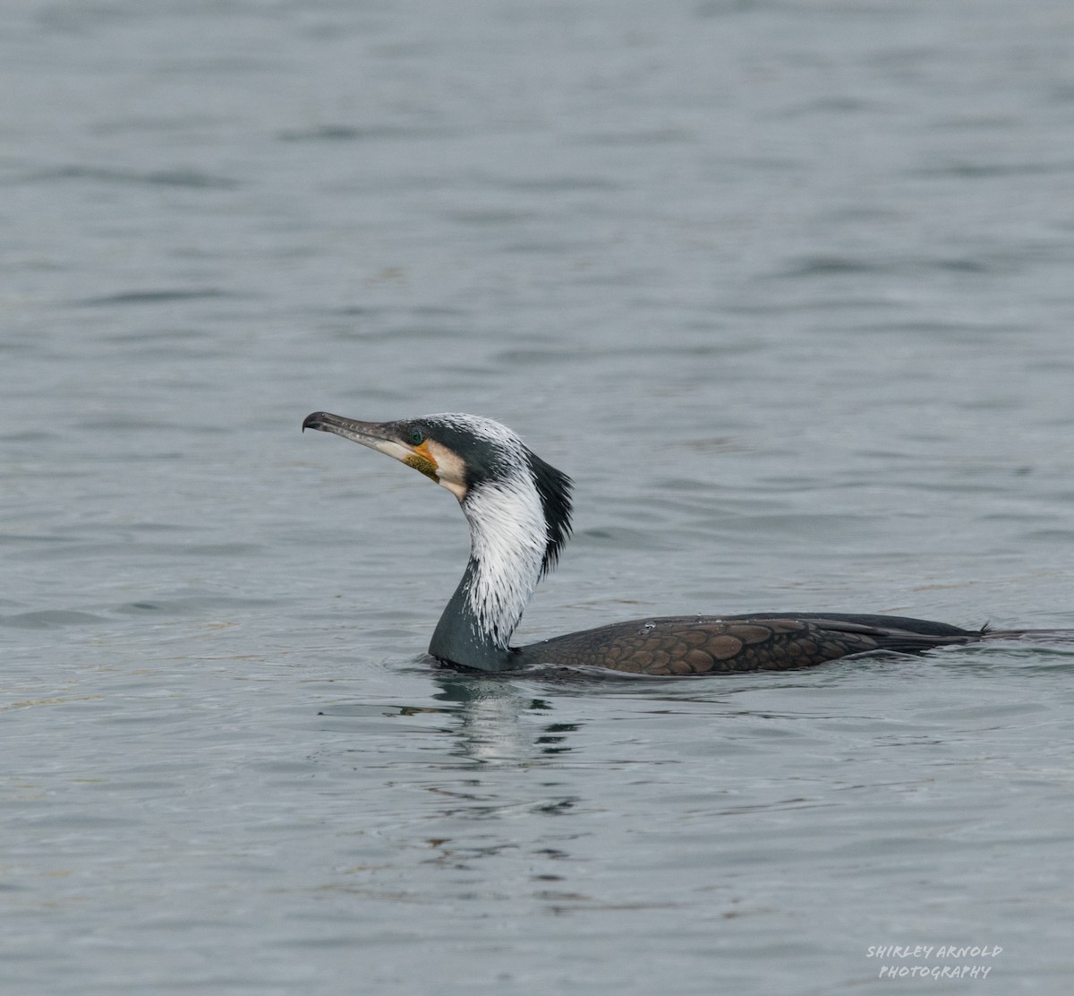 Тураг гогой - ML630681364