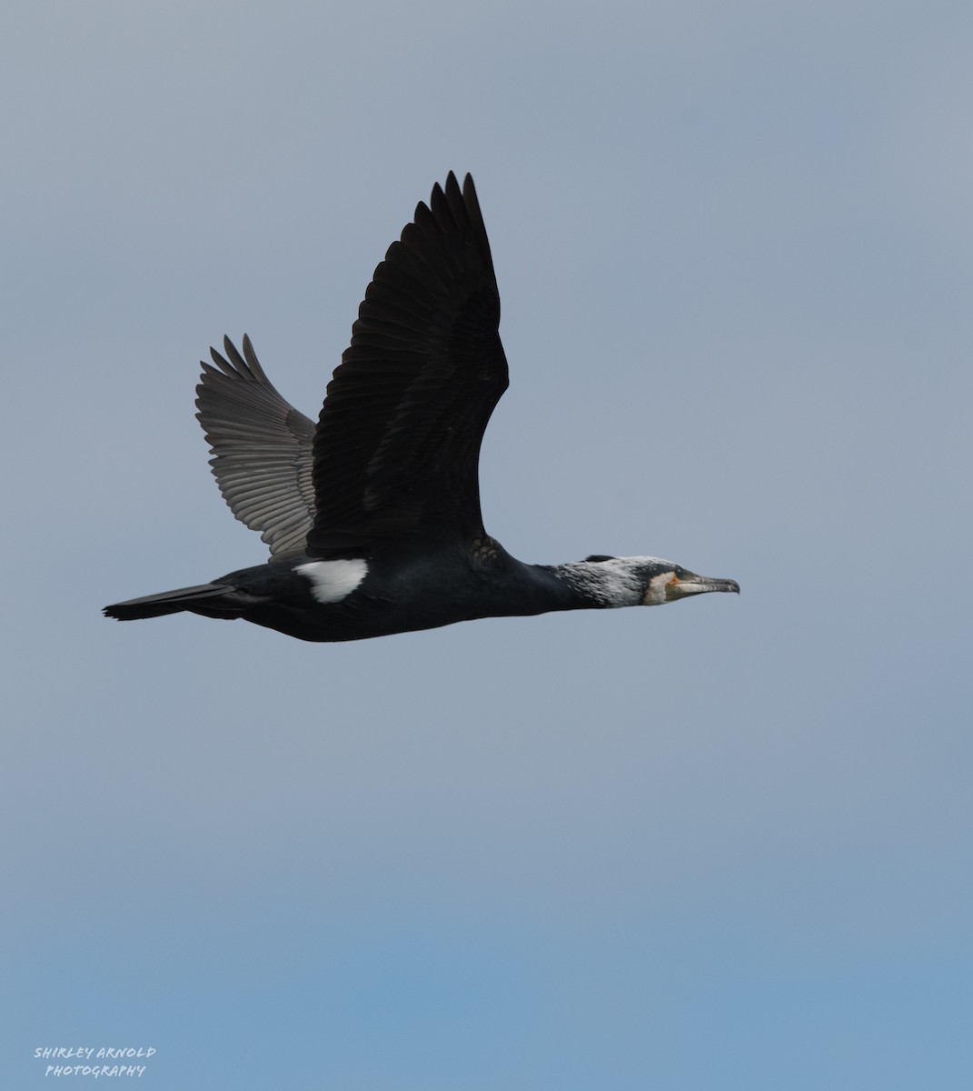 Тураг гогой - ML630681365