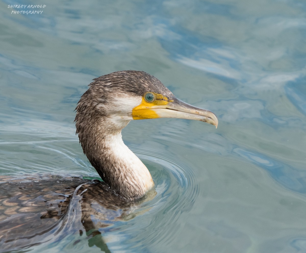 Тураг гогой - ML630681368