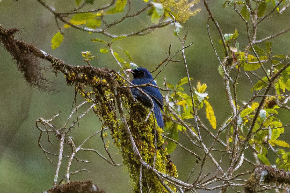 Black-throated Jay - ML630681385