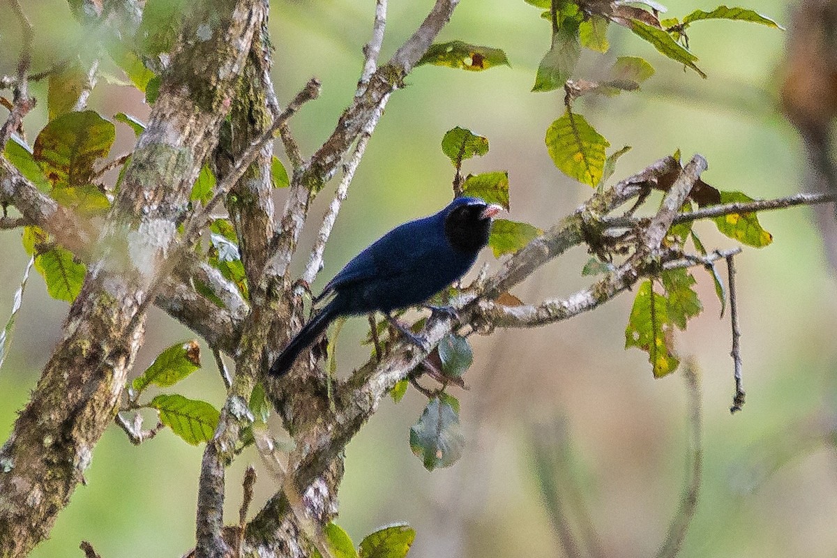 Black-throated Jay - ML630681386