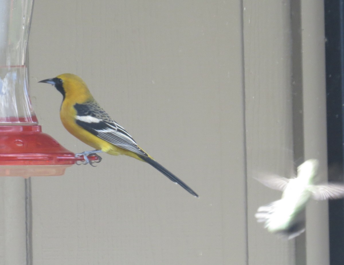 Hooded Oriole - ML630681405