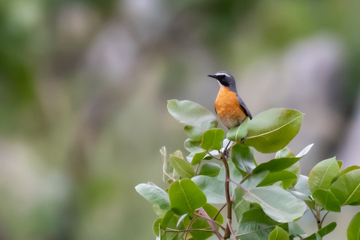 White-throated Robin - ML630681692