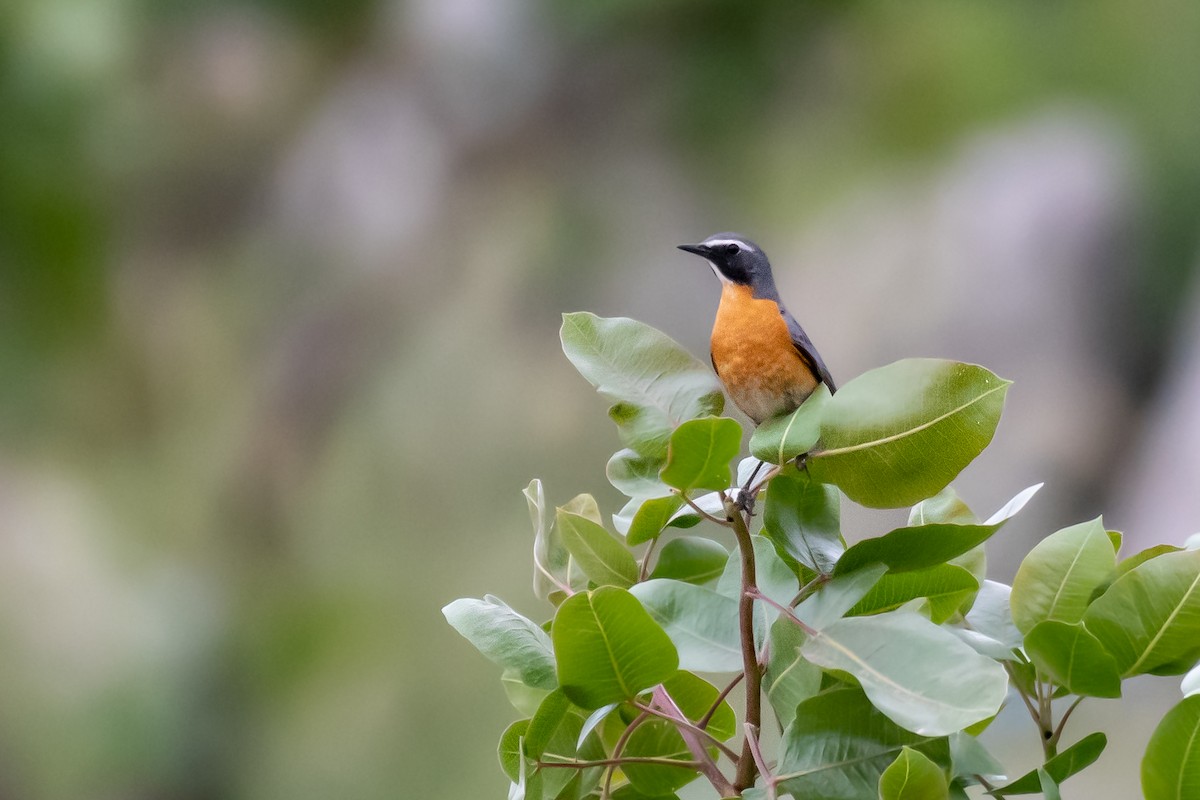 White-throated Robin - ML630681693