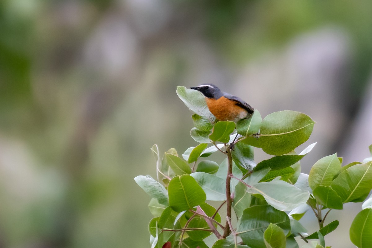 White-throated Robin - ML630681694