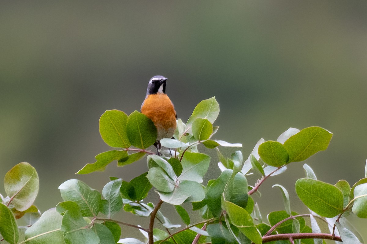 White-throated Robin - ML630681695