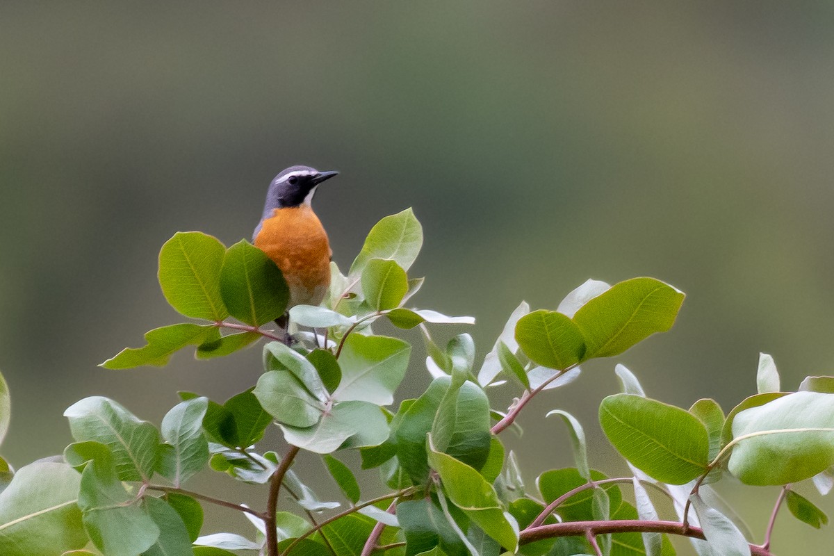 White-throated Robin - ML630681696