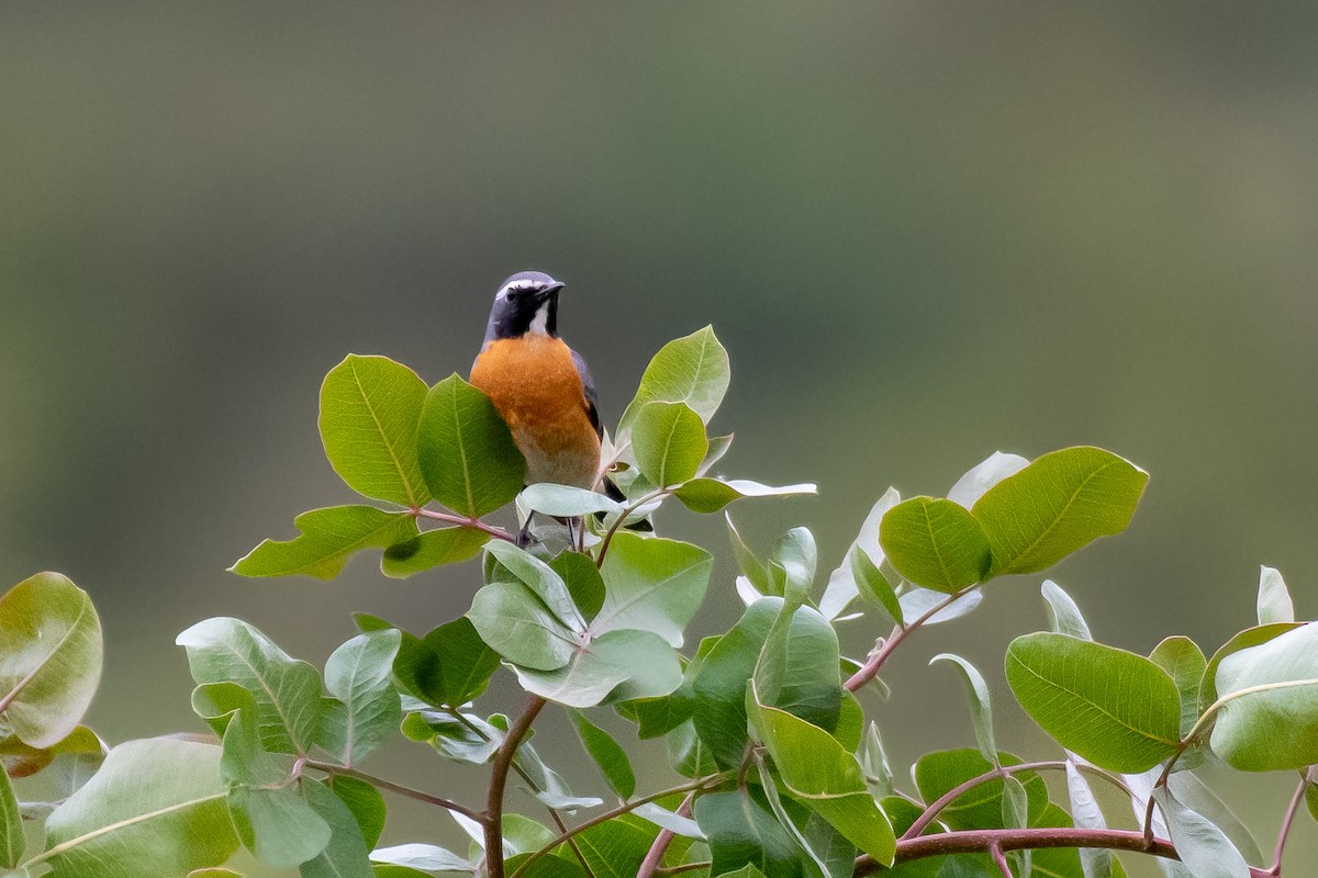 White-throated Robin - ML630681697