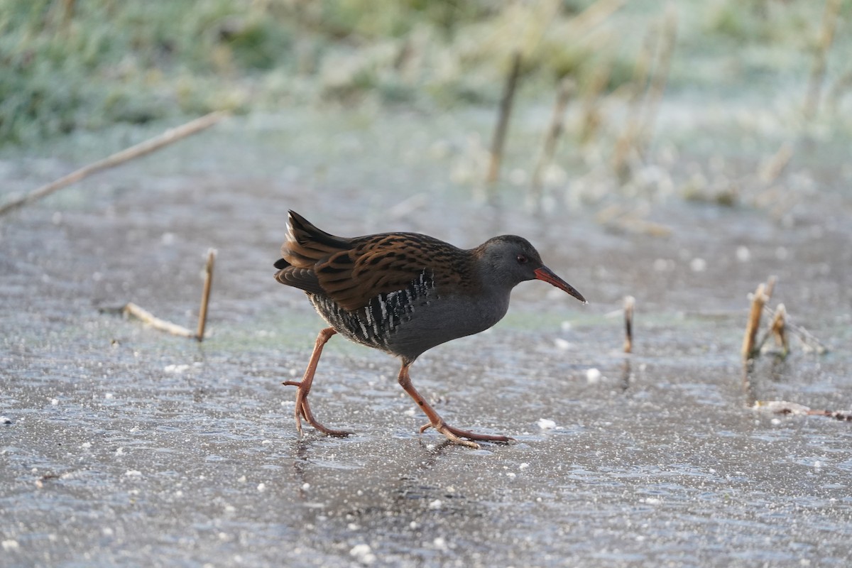 Râle d'eau - ML630681699