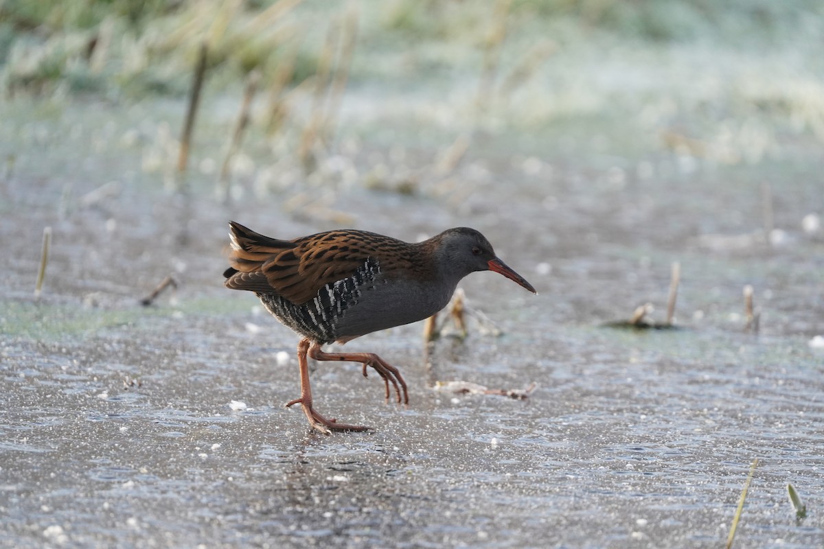 Râle d'eau - ML630681731