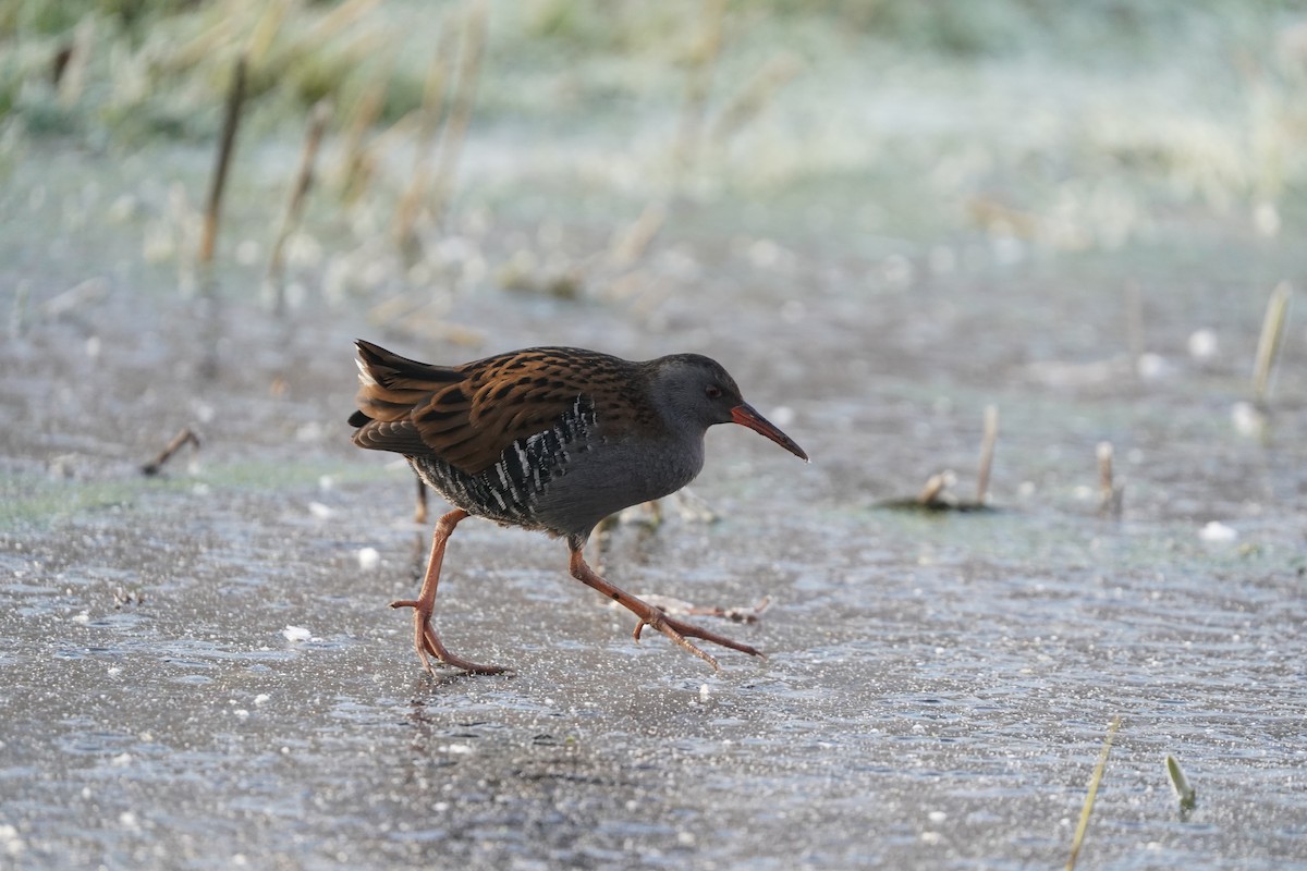 Râle d'eau - ML630681733