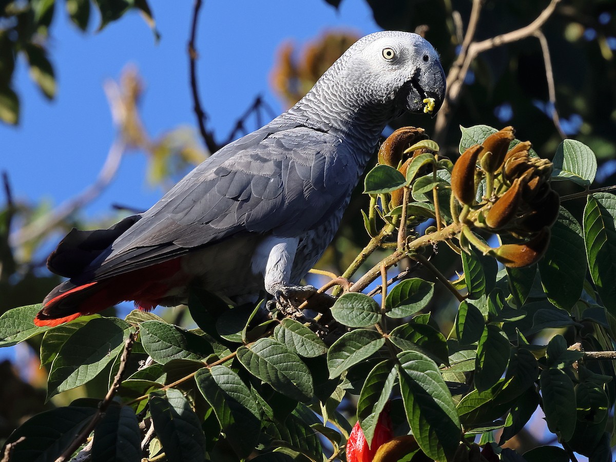 Gray Parrot (Gray) - ML630681949