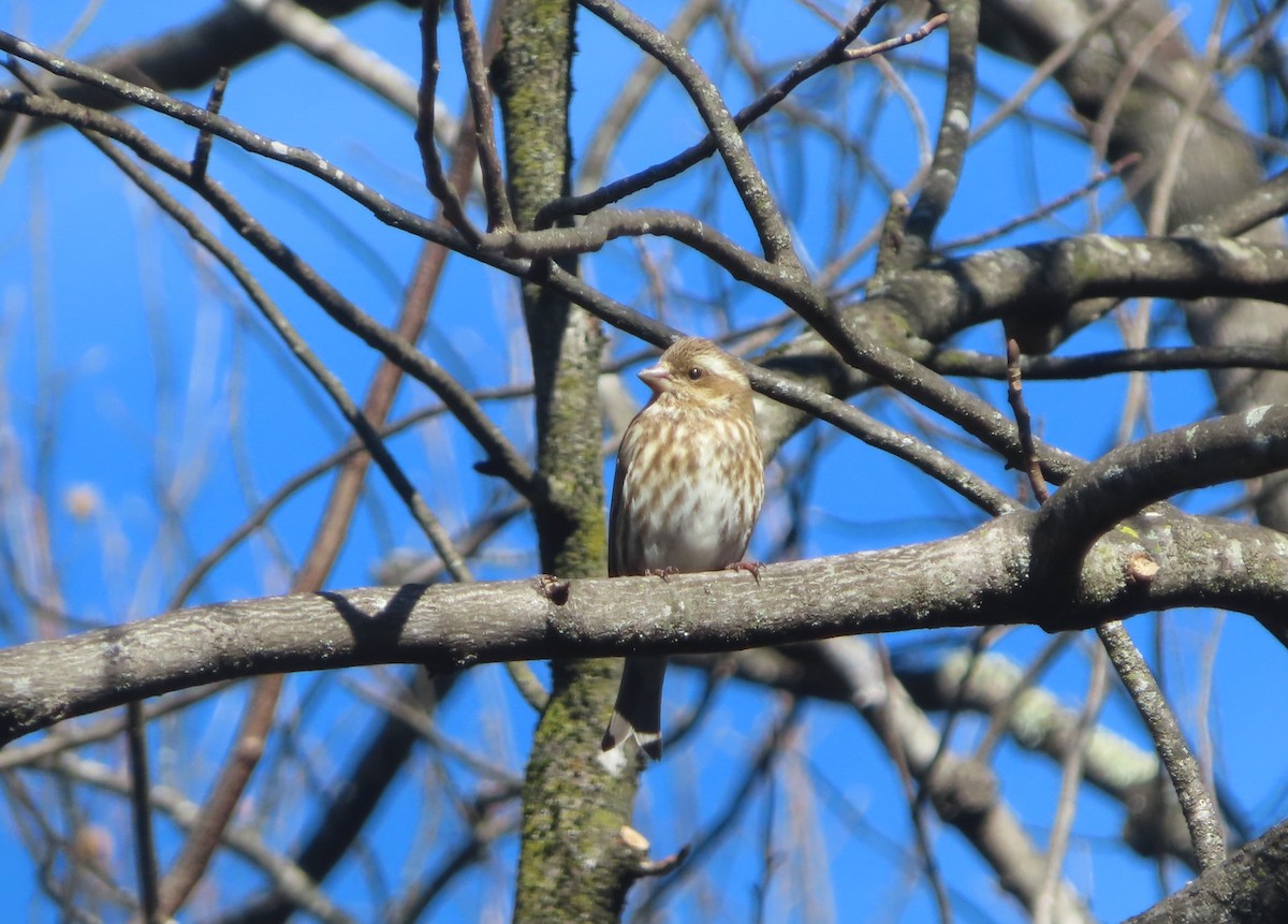 Purple Finch - ML630682031