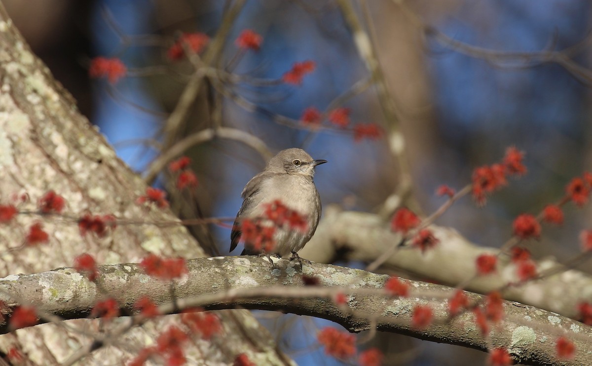 Northern Mockingbird - ML630682041