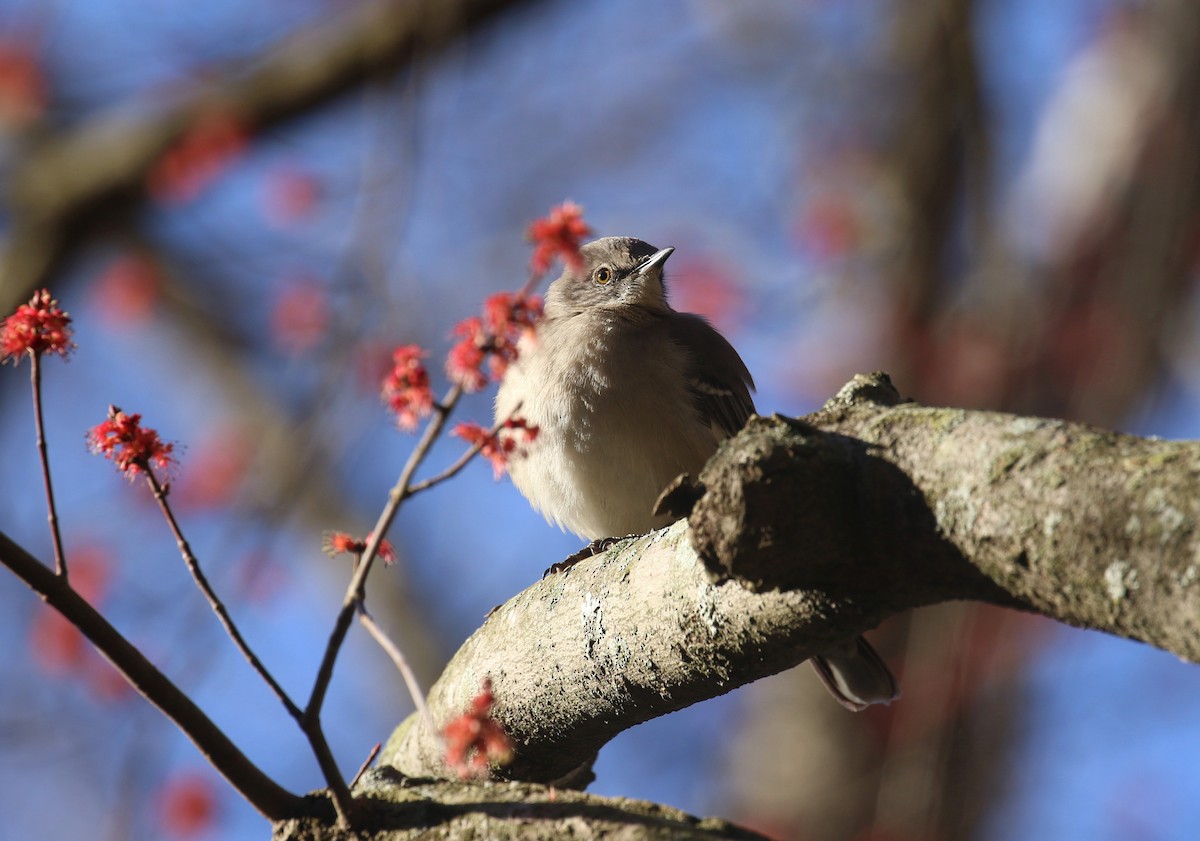 Northern Mockingbird - ML630682042