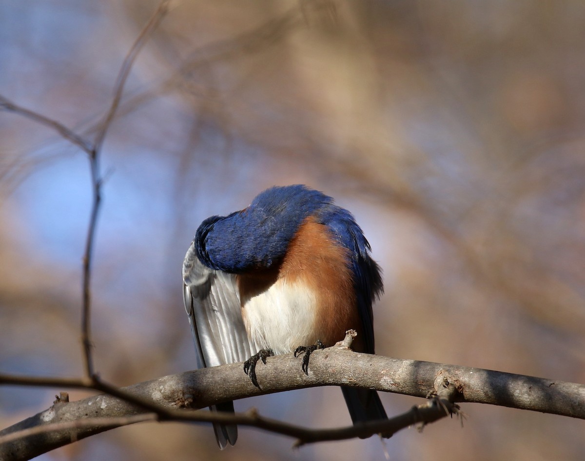 Eastern Bluebird - ML630682057