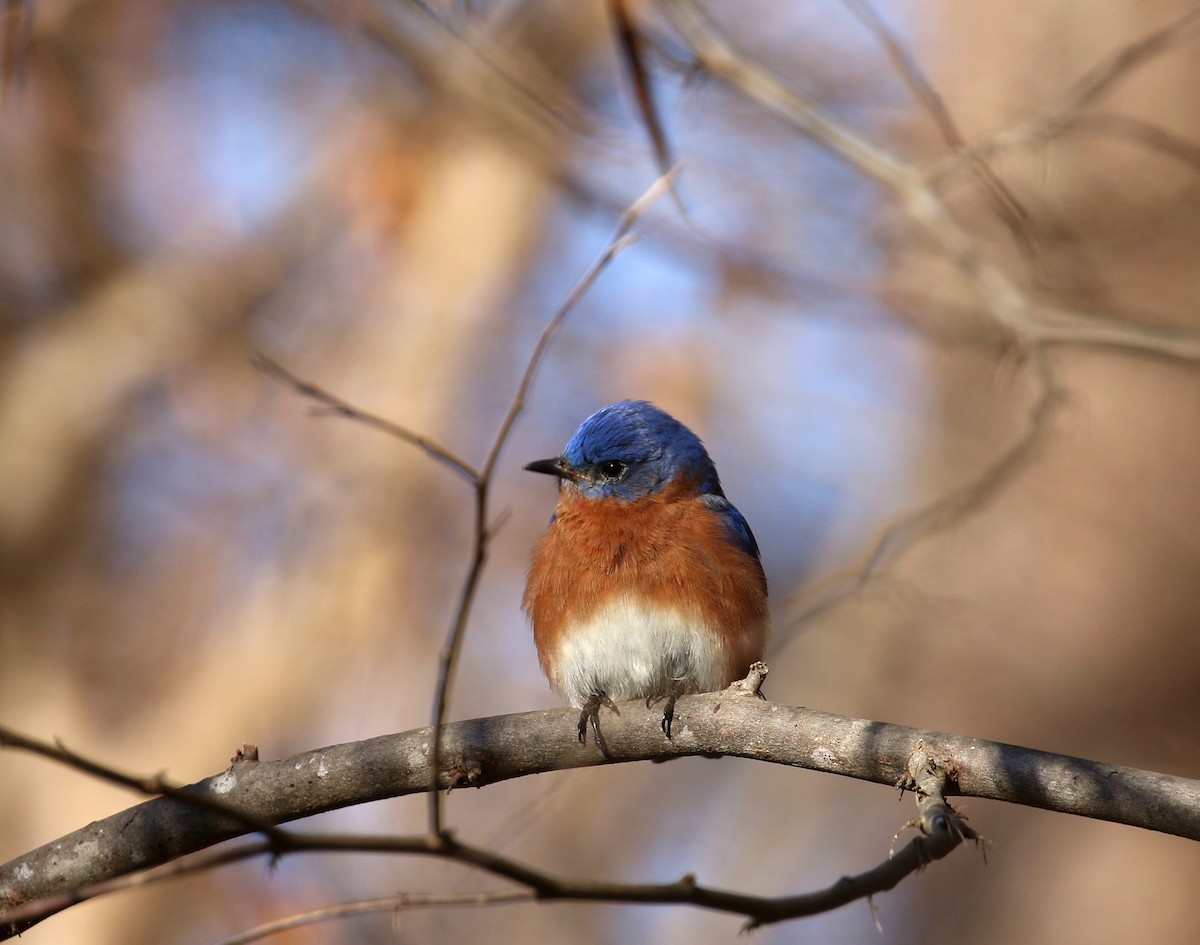 Eastern Bluebird - ML630682058