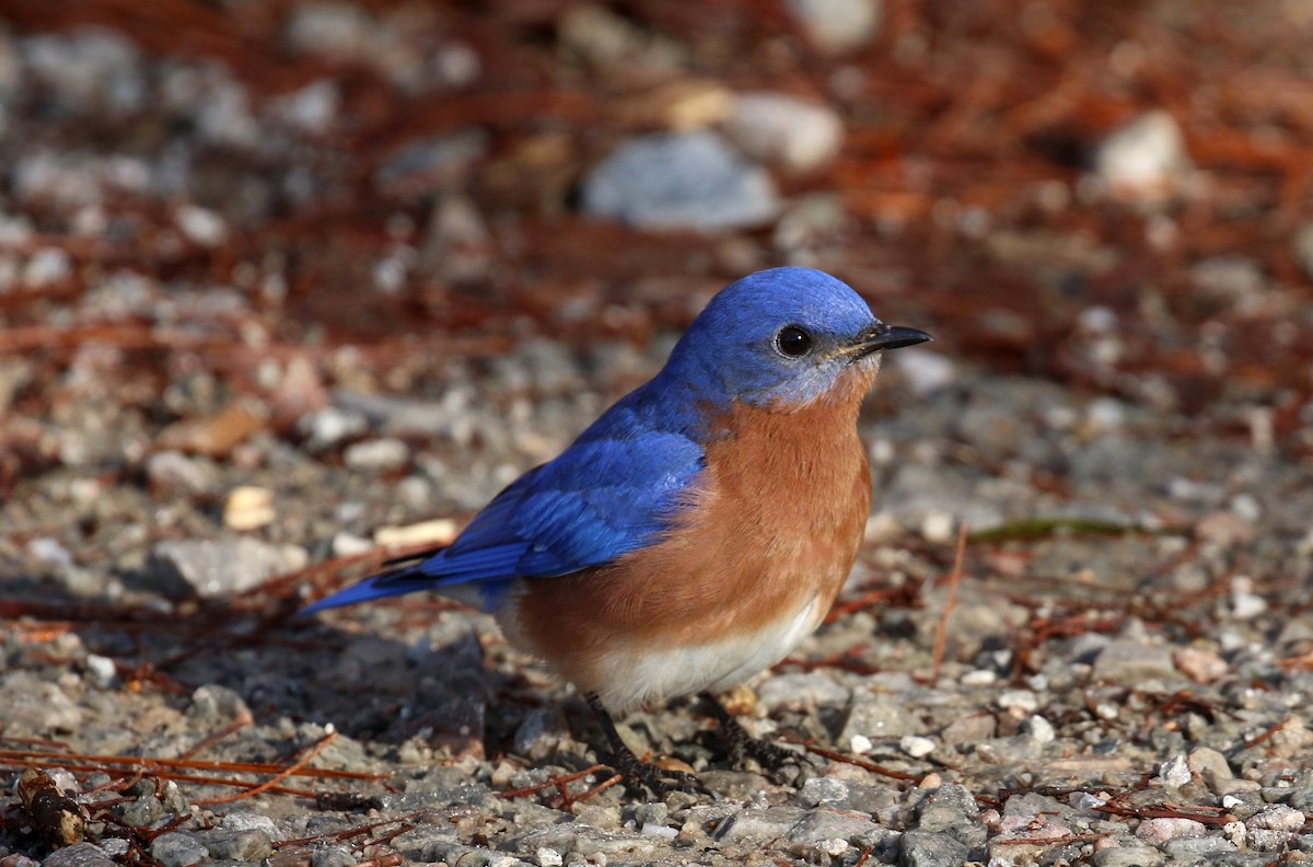 Eastern Bluebird - ML630682060