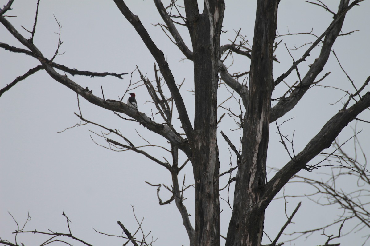 Red-headed Woodpecker - ML630682066