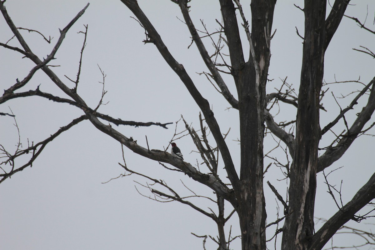 Red-headed Woodpecker - ML630682067