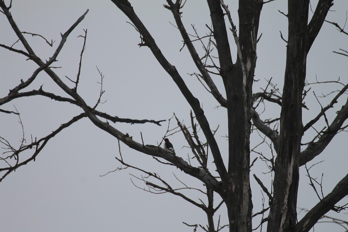 Red-headed Woodpecker - ML630682068