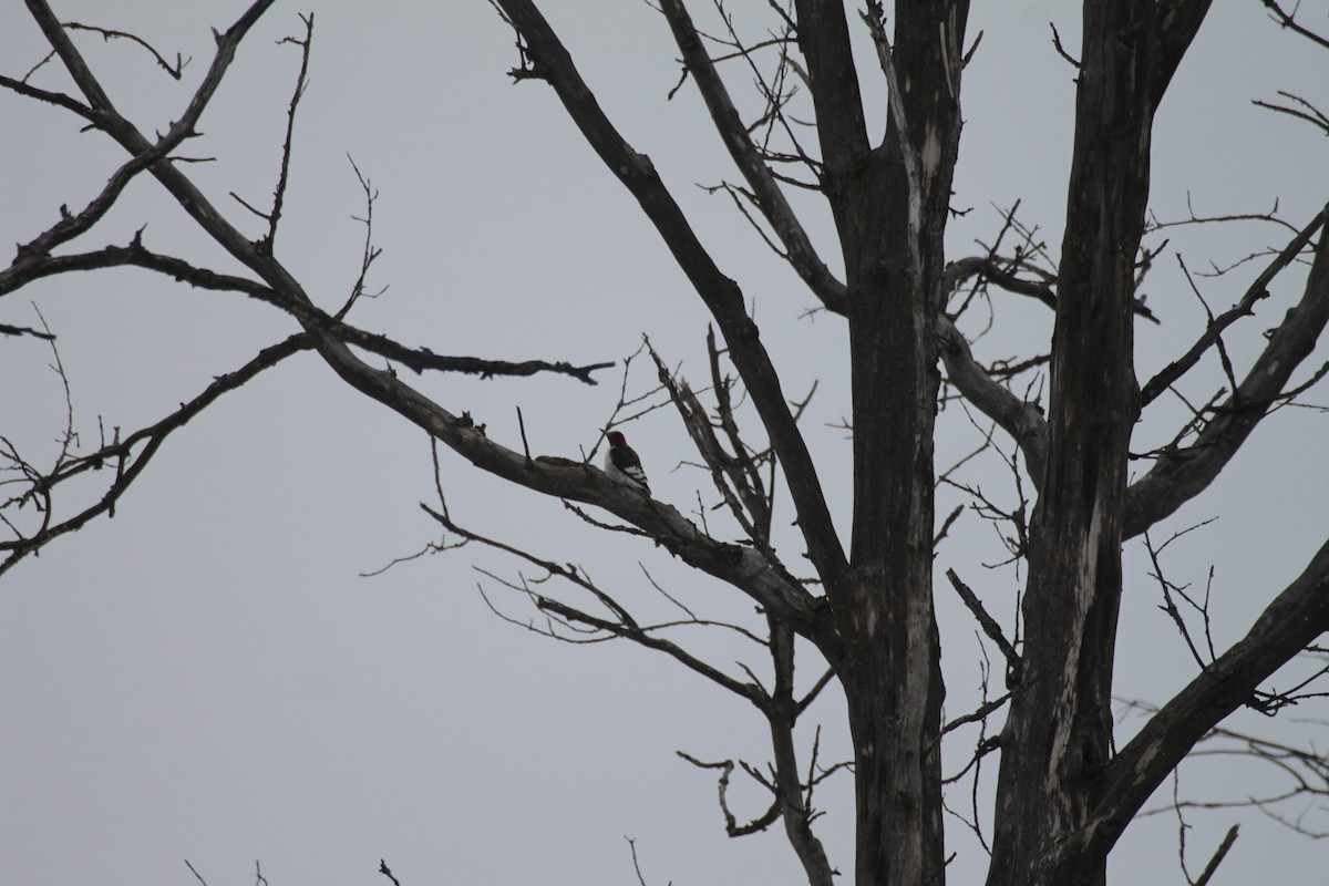 Red-headed Woodpecker - ML630682069
