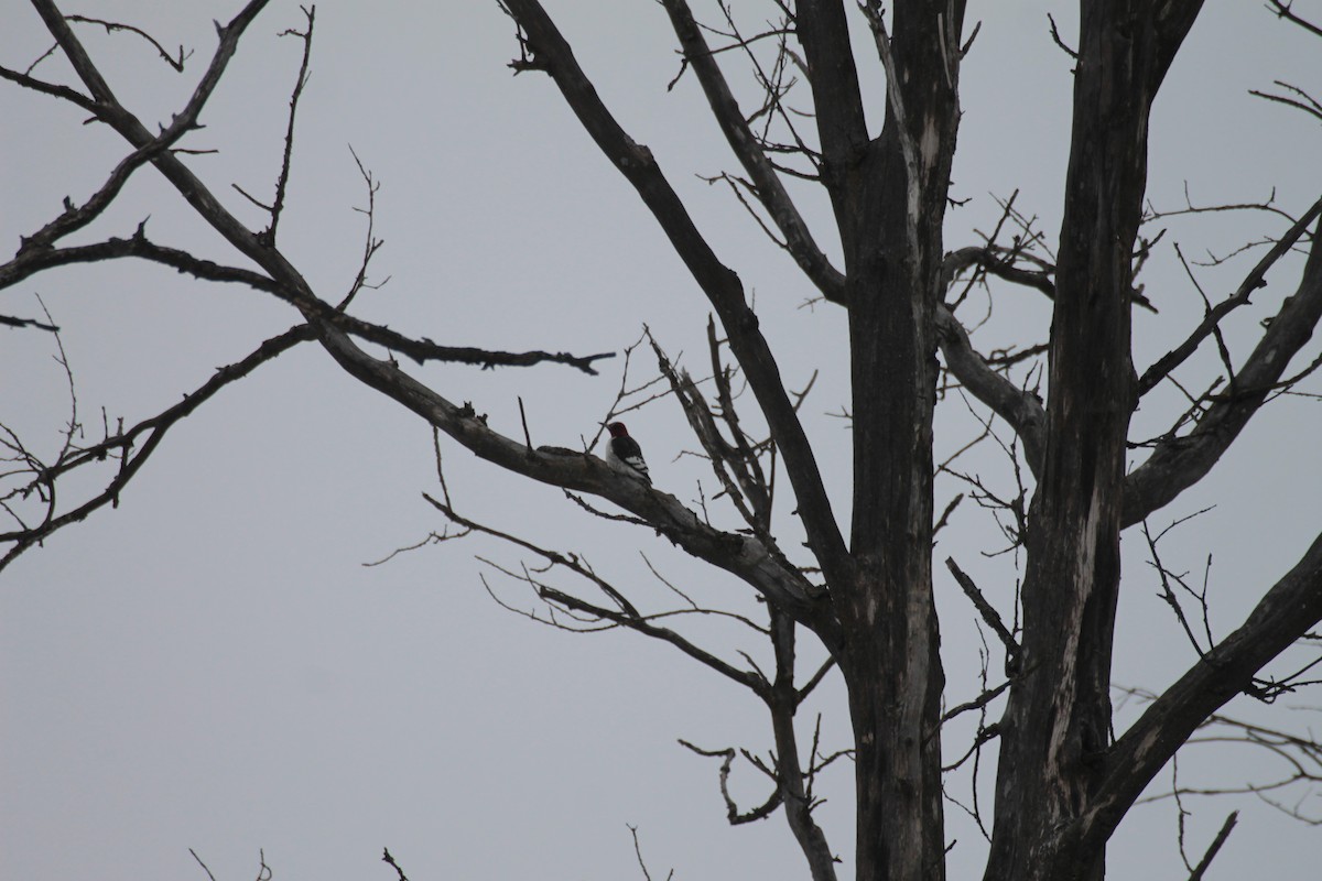 Red-headed Woodpecker - ML630682070