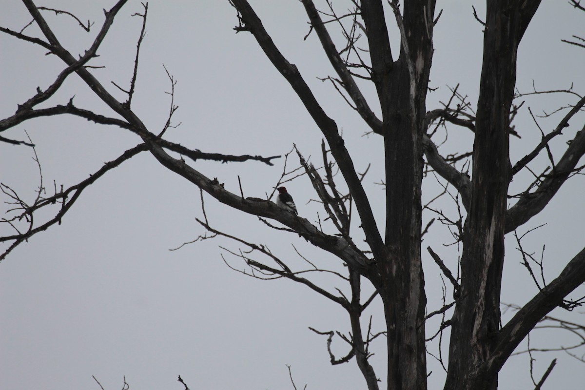 Red-headed Woodpecker - ML630682071