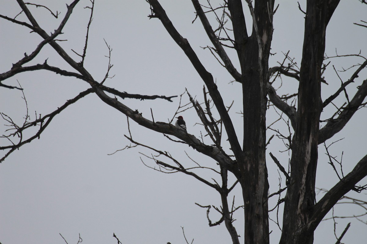 Red-headed Woodpecker - ML630682072